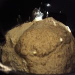 bread poolish 12