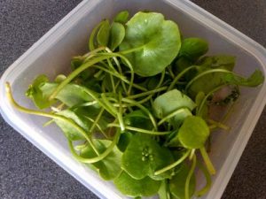 Salad with purslane, black lentils and smoked salmon 12